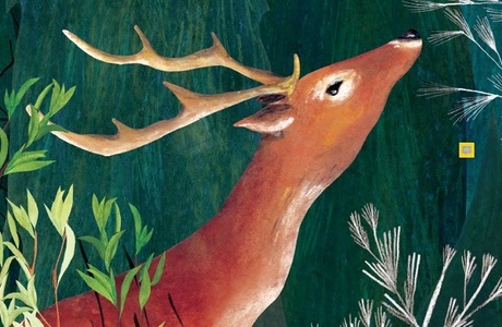 Лесные чудеса в реальности: отрывок из книги Линдси Кармайкл «Тайга»